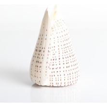 Gerçek Deniz Kabuğu 1000 gr Paket Conus Mıxed