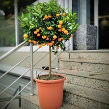 Tohumcumm 5 Adet Tohum Bodur Bonsai Mandalina Bonzai Ağacı Tohum