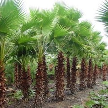 Ata Tohumculuk 5 Adet Tohum Washingtonia Rabusta Palmiye Tohumu Uzun Palmiye Sahil Palmiyesi Tohumu