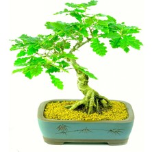 Murat Tohumculuk Murat Tohum Bodur Bonsai Meşe Ağacı Tohumu Ekim Seti 3 Adet Tohum + Saksı + Toprak