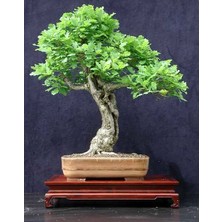 Murat Tohumculuk Murat Tohum Bodur Bonsai Meşe Ağacı Tohumu Ekim Seti 3 Adet Tohum + Saksı + Toprak