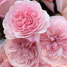 Tacirdepoticaret Tüplü Yediveren Pink Sweet Antike Gül Fidanı