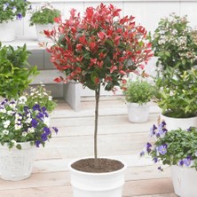 Tacirdepoticaret Tüplü Bodur Photinia Red Alev Çalısı Fidanı