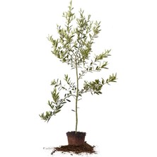 Tüplü Tam Bodur Saksılık Arbequina Zeytin Fidanı
