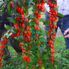 Tüplü Şifalı Kırmızı Goji Berry (Kurt Üzümü ) Fidanı 10 Adet