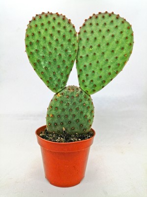 Flower Tavşan Kulağı Kaktüs