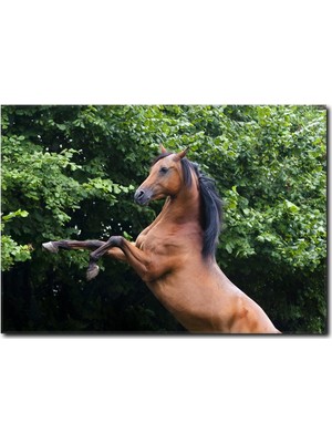 La Vita E Bella Şahlanan At Kanvas Tablo AT-1010