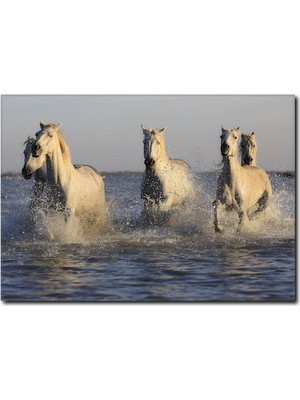La Vita E Bella Sahilde Koşan Beyaz Atlar Kanvas Tablo AT-1011