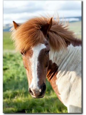 La Vita E Bella Güzel Yeleli At Kanvas Tablo AT-1016