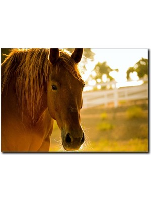 La Vita E Bella Güzel Manzara ve At Kanvas Tablo AT-1018