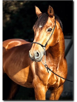 La Vita E Bella Işıl Işıl Parlayan At Kanvas Tablo AT-1020