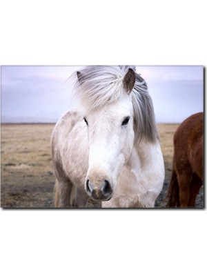 La Vita E Bella Güzel Yeleli Beyaz At Kanvas Tablo AT-1023