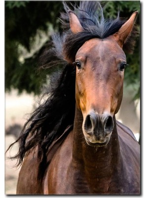 La Vita E Bella At Kanvas Tablo AT-1024