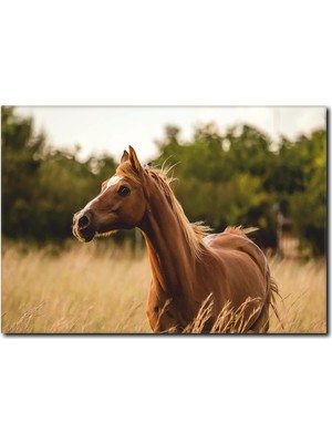 La Vita E Bella Doğa ve At Kanvas Tablo AT-1028