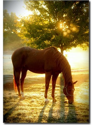 La Vita E Bella Doğa ve At Kanvas Tablo AT-1029