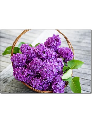 La Vita E Bella Mor Menekşe Kanvas Tablo DC-1009