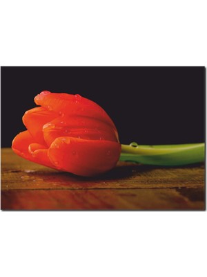 La Vita E Bella Kırmızı Lale Temalı Kanvas Tablo DC-1026