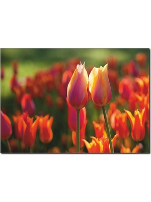 La Vita E Bella Lale Bahçesi Temalı Kanvas Tablo DC-1029