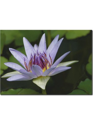 La Vita E Bella Lila Çiçek Temalı Kanvas Tablo DC-1035