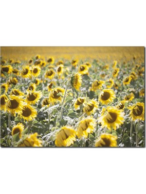 La Vita E Bella Ayçekirdeği Tarlası Temalı Kanvas Tablo DC-1042