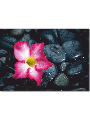 La Vita E Bella Fuşya Çiçek Temalı Kanvas Tablo DC-1046