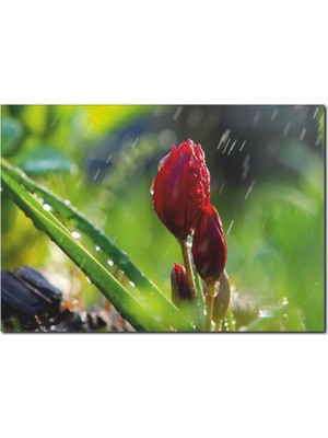 La Vita E Bella Yağmur Altında Lale Temalı Kanvas Tablo DC-1049