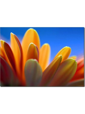 La Vita E Bella Açılmış Sarı Çiçek Temalı Kanvas Tablo DC-1059