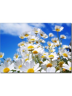 La Vita E Bella Papatyalar ve Mavi Gökyüzü Kanvas Tablo DC-1066