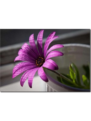 La Vita E Bella Yalnız Çiçek Temalı Kanvas Tablo DC-1067