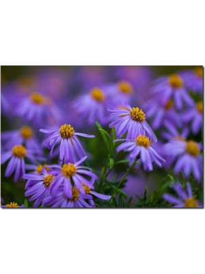 La Vita E Bella Mor Çiçekler Temalı Kanvas Tablo DC-1082