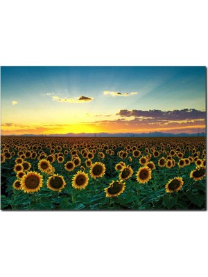 La Vita E Bella Ayçekirdeği Tarlası Temalı Kanvas Tablo DC-1083