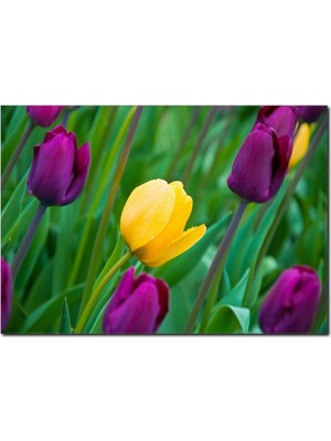 La Vita E Bella Mor ve Sarı Lale Temalı Kanvas Tablo DC-1084