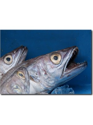 La Vita E Bella Balık Görselli Kanvas Tablo DZ-1012