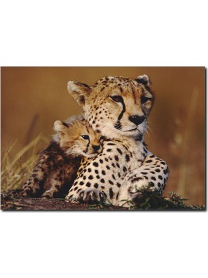 La Vita E Bella Leopar ve Yavrusu Temalı Kanvas Tablo HA-1002