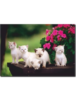 La Vita E Bella Yavru Kedi Temalı Kanvas Tablo HA-1003