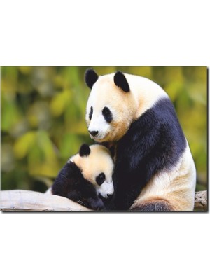 La Vita E Bella Panda Temalı Kanvas Tablo HA-1010