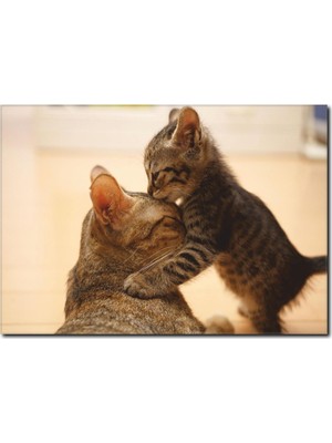 La Vita E Bella Kedi Yavruları Temalı Kanvas Tablo HA-1014