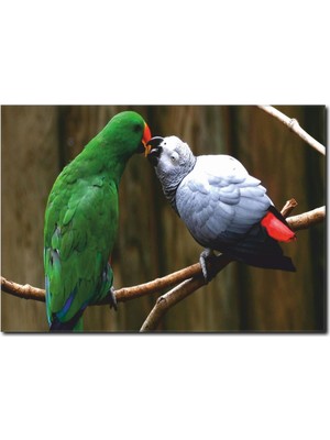 La Vita E Bella Papağan Temalı Kanvas Tablo HA-1019