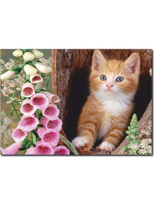 La Vita E Bella Ağaçtaki Yavru Kedi Temalı Kanvas Tablo HA-1020