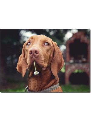 La Vita E Bella Kahverengi Köpek Temalı Kanvas Tablo HA-1023