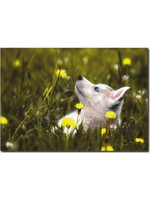 La Vita E Bella Mavi Gözlü Köpek Temalı Kanvas Tablo HA-1025