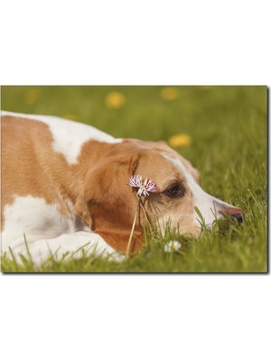 La Vita E Bella Yorgun Köpek Temalı Kanvas Tablo HA-1026