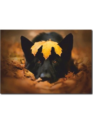 La Vita E Bella Sevimli Köpek Temalı Kanvas Tablo HA-1033