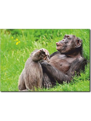 La Vita E Bella Dil Çıkaran Goril Temalı Kanvas Tablo HA-1035