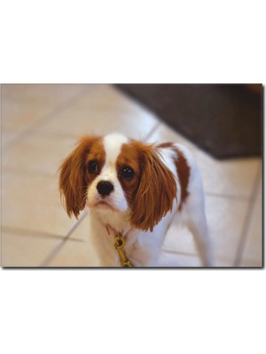 La Vita E Bella Sevimli Yavru Köpek Temalı Kanvas Tablo HA-1036