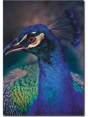 La Vita E Bella Tavus Kuşu Temalı Kanvas Tablo HA-1043