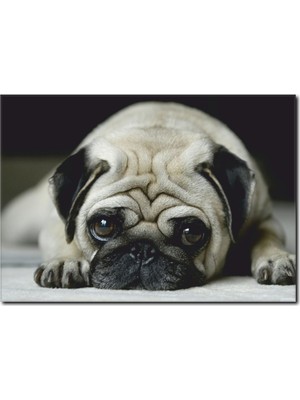 La Vita E Bella Üzgün Suratlı Köpek Temalı Kanvas Tablo HA-1049