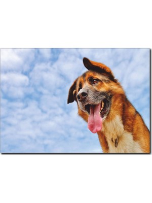 La Vita E Bella Köpek Temalı Kanvas Tablo HA-1051