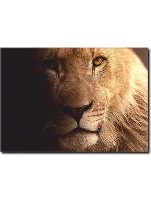 La Vita E Bella Aslan Temalı Kanvas Tablo HA-1056