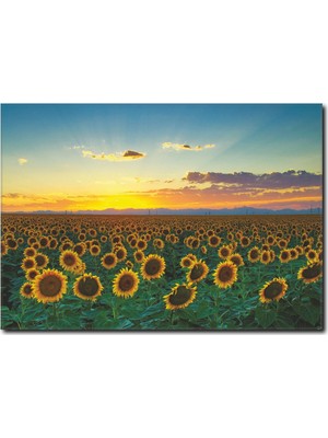 La Vita E Bella Günebakan Çiçekleri Manzarası Tablo MN-1052